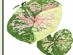 Caladium Moonstone Tissue Culture