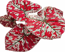 Caladium The Only One In the Universe Tissue Culture