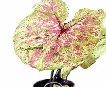 Caladium Raspberry Moon Tissue Culture