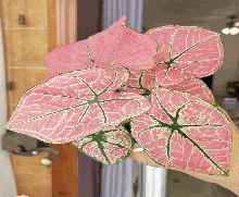 Caladium Princess Castle Tissue Culture