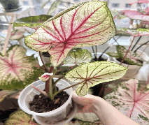 Caladium Yuki-onna Tissue Culture