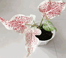 Caladium Nezuko Tissue Culture