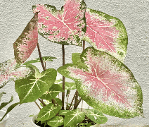 Caladium Pink Cloud Tissue Culture