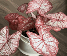Caladium As Mist Tissue Culture