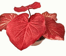 Caladium Blush Tissue Culture