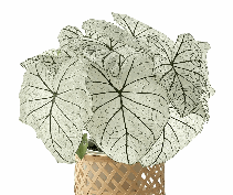 Caladiun White Lovers Tissue Culture