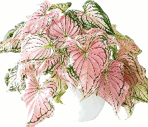 Caladium Pink Symphony Tissue Culture