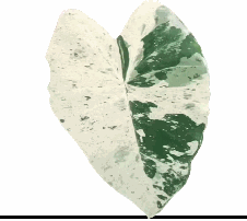 Colocasia Milky Way Tissue Culture