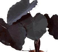 Colocasia Black Magic Tissue Culture