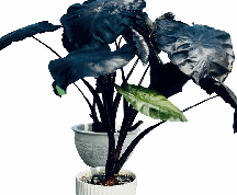 Colocasia Black Coral Tissue Culture