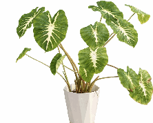 Colocasia White Lava Tissue Culture
