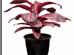 Cordyline fruticosa Pink Champion Tissue Culture
