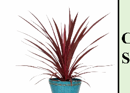 Cordyline Red Star Tissue Culture