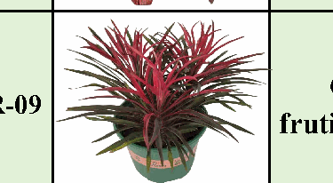 Cordyline fruticosa Red Boy Tissue Culture