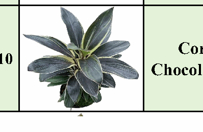 Cordyline Chocolate Cream Tissue Culture