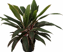 Cordyline Pink Diamond Tissue Culture