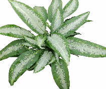 Dieffenbachia Panther Tissue Culture