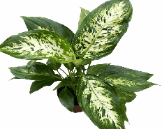 Dieffenbachia Compacta Tissue Culture