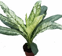 Spathiphyllum Sensation Variegated Tissue Culture