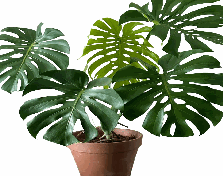 Monstera Deliciosa Tissue Culture