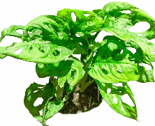Monstera Adansonii Tissue Culture