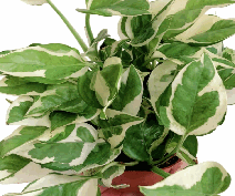 Epipremnum aureum Glacier Tissue Culture