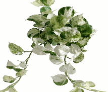Epipremnum Happy Leaf Pothos Manjula Tissue Culture