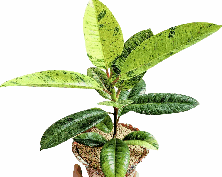 Ficus Elastica Shivereana Tissue Culture