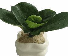 Ficus Lyrata Bambino Tissue Culture