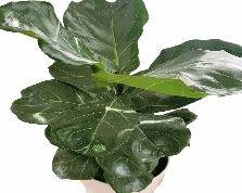 Ficus Lyrata Tissue Culture