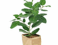 Ficus Benghalensis Audrey Tissue Culture