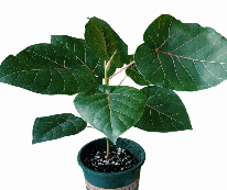 Ficus Petiolaris Tissue Culture