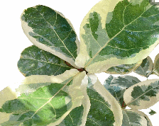 Ficus Lyrata Variegated Tissue Culture