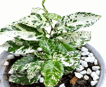 Ficus Pumilla Vairegated Tissue Culture