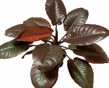 Philodendron Black Cardinal Tissue Culture