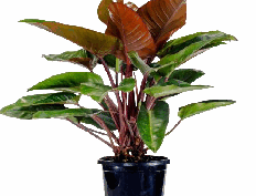 Philodendron Congo Rojo Tissue Culture