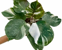Philodendron White Knight Tissue Culture