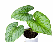 Philodendron Mamei Tissue Culture