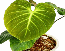 Philodendron EI choco red Tissue Culture