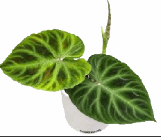 Philodendron Verrucosum Sp. Holland Tissue Culture