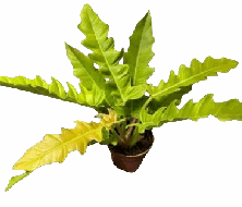 Philodendron Golden Crocodile Tissue Culture