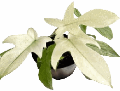 Philodendron Florida Ghost Tissue Culture
