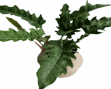 Philodendron Pluto Tissue Culture