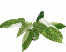 Philodendron Jose Buono Tissue Culture