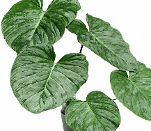 Philodendron Majestic Tissue Culture