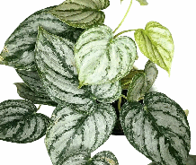 Philodendron Brandi Tissue Culture