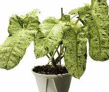 Philodendron Paraiso Verde Tissue Culture