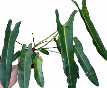 Philodendron Spiritus Sancti Tissue Culture