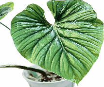 Philodendron Plowmanii Black Face Tissue Culture