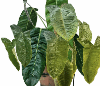 Philodendron Patriciae Tissue Culture
